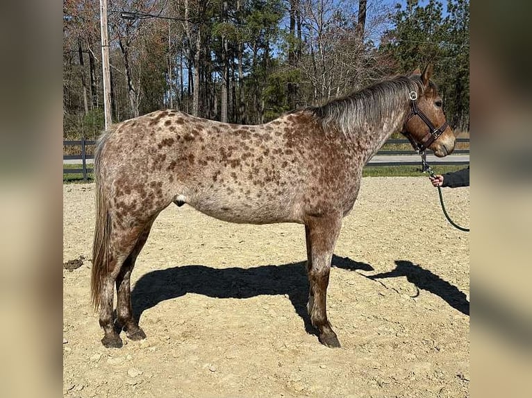 Appaloosa Hongre 8 Ans 152 cm Gris (bai-dun) in Grebenhain