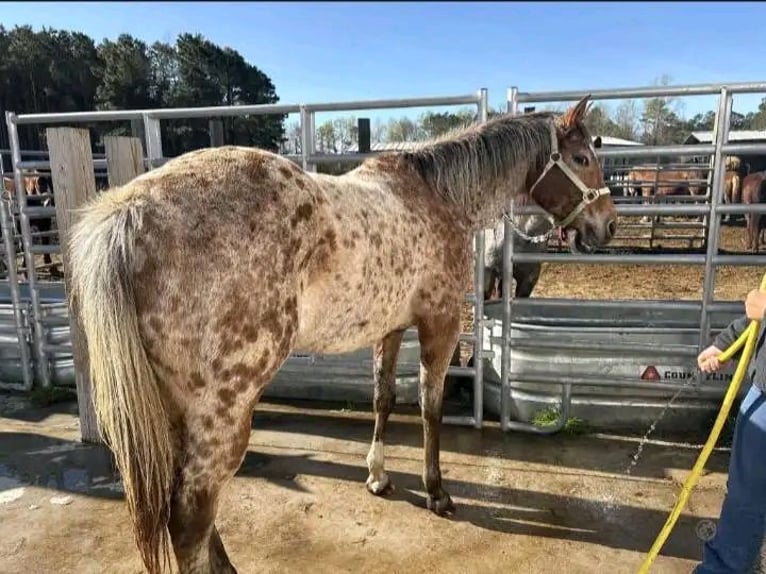 Appaloosa Hongre 8 Ans 152 cm Gris (bai-dun) in Grebenhain