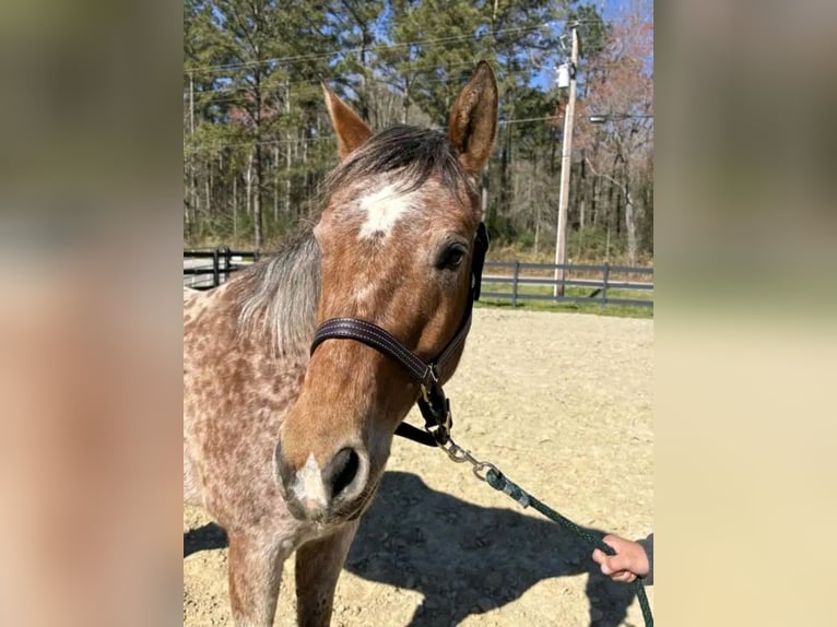 Appaloosa Hongre 8 Ans 152 cm Gris (bai-dun) in Grebenhain