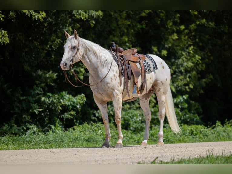 Appaloosa Hongre 8 Ans 152 cm Palomino in Cannon Falls