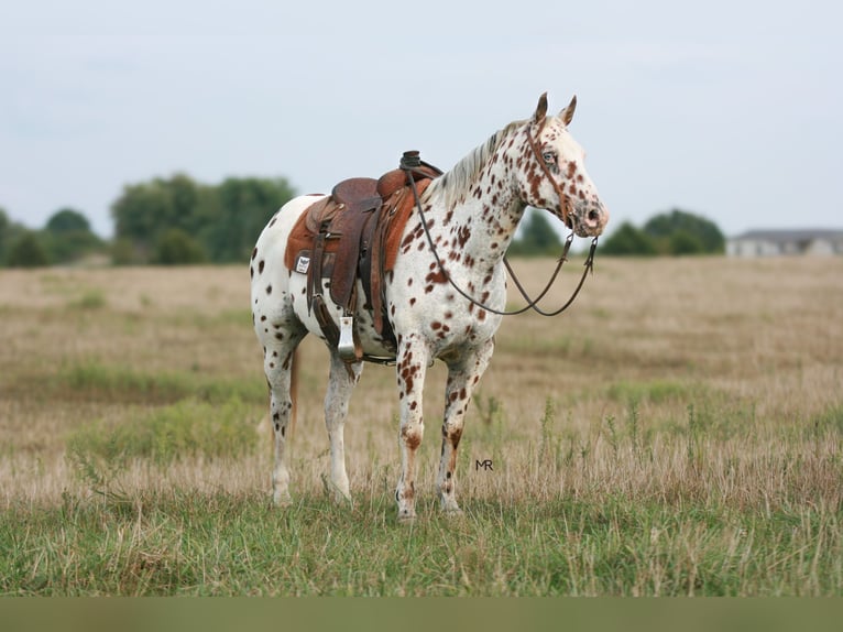 Appaloosa Hongre 8 Ans 152 cm in Verona