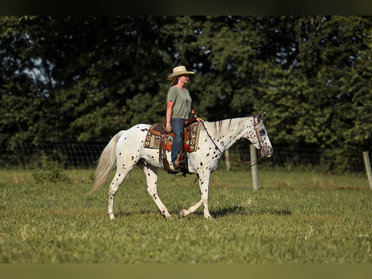 Appaloosa Hongre 8 Ans 152 cm in Brodhead, KY