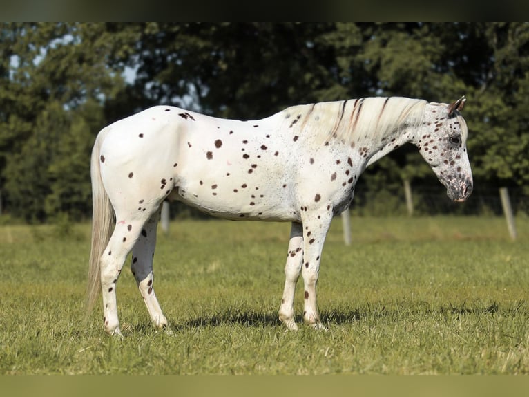 Appaloosa Hongre 8 Ans 152 cm in Brodhead, KY