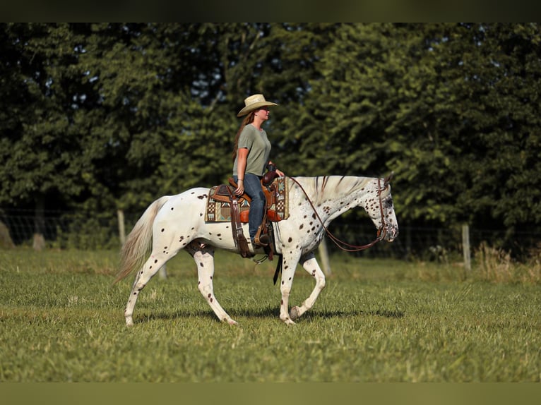 Appaloosa Hongre 8 Ans 152 cm in Brodhead, KY