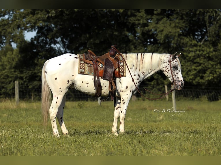 Appaloosa Hongre 8 Ans 152 cm in Brodhead, KY