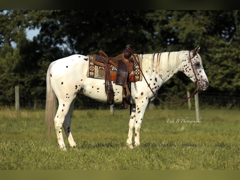 Appaloosa Hongre 8 Ans 152 cm in Brodhead, KY