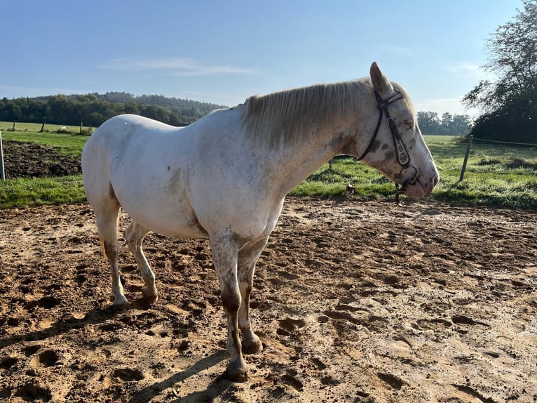 Appaloosa Hongre 8 Ans 154 cm  in Nalbach