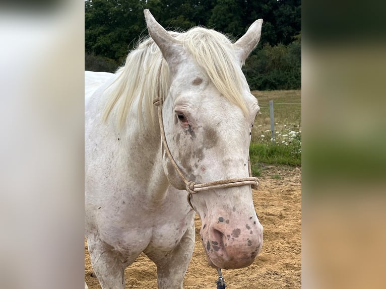 Appaloosa Hongre 8 Ans 154 cm  in Nalbach