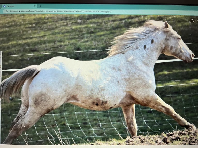 Appaloosa Hongre 8 Ans 154 cm  in Nalbach