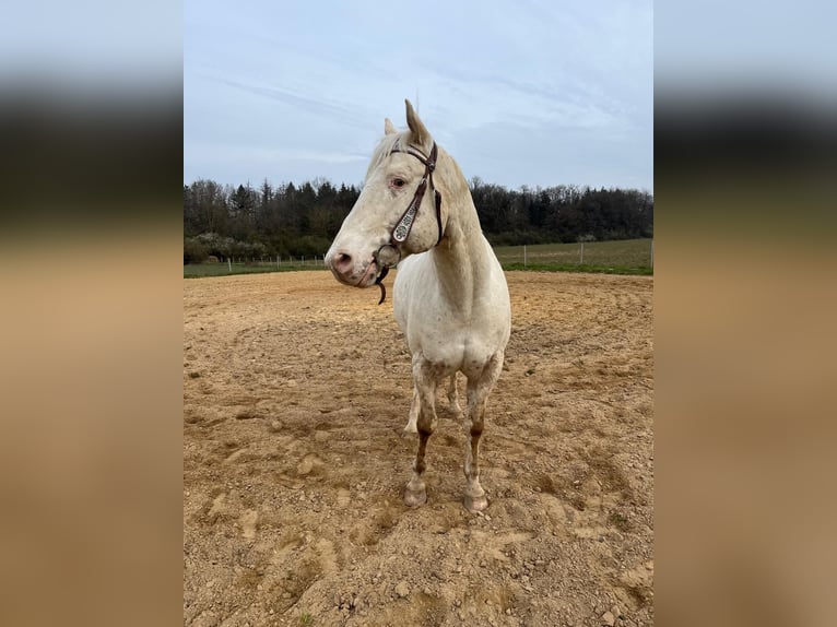 Appaloosa Hongre 8 Ans 154 cm  in Nalbach
