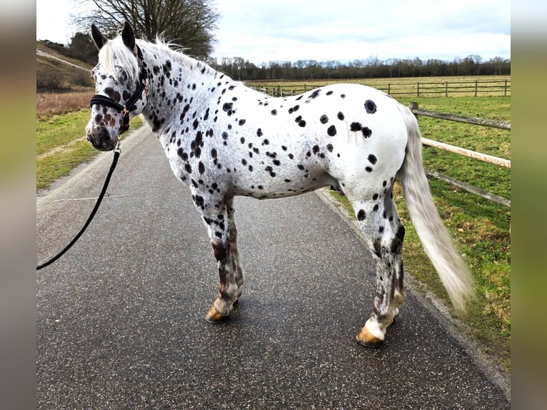 Appaloosa Hongre 8 Ans 155 cm Léopard in Schinveld
