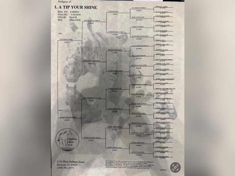 Appaloosa Hongre 8 Ans 155 cm Noir in Lipan TX