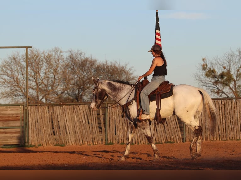 Appaloosa Hongre 8 Ans 155 cm Noir in Lipan TX