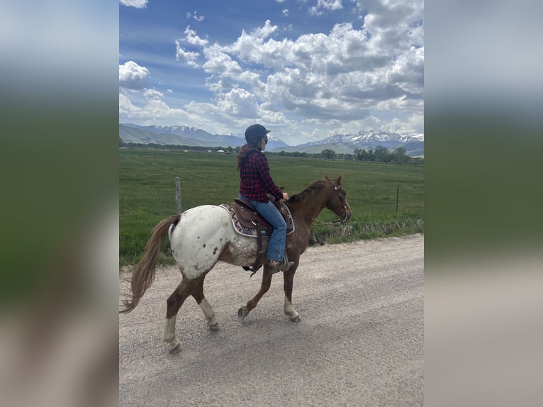 Appaloosa Hongre 8 Ans 157 cm Alezan brûlé in Baxter Springs