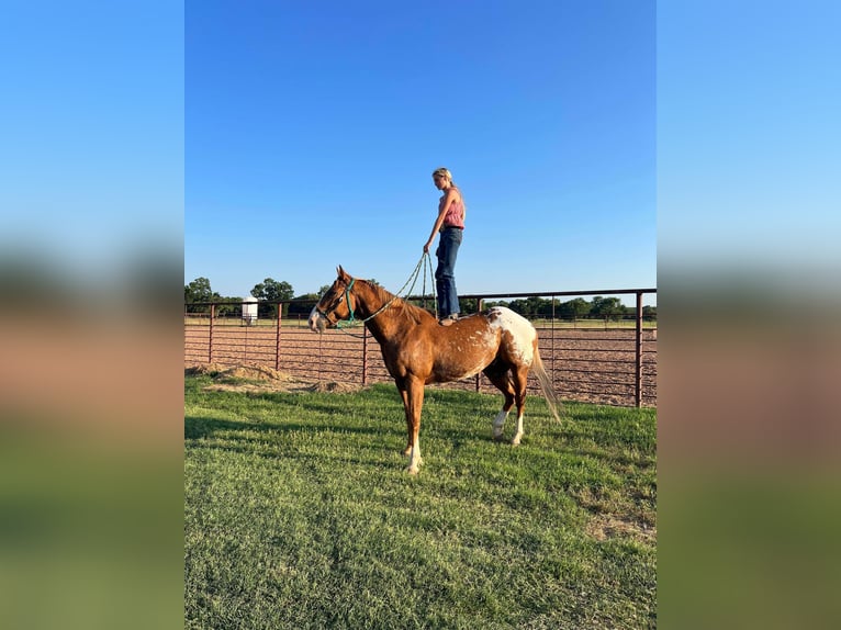 Appaloosa Hongre 8 Ans 157 cm Alezan brûlé in Lipan TX