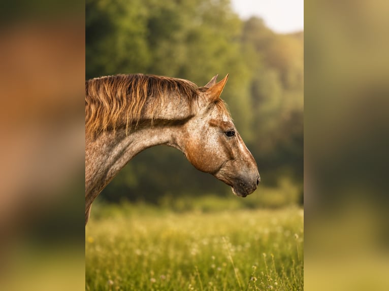 Appaloosa Croisé Hongre 8 Ans 165 cm  in NiederdorfKlagenfurt