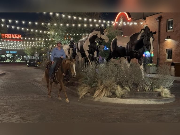 Appaloosa Hongre 8 Ans Alezan brûlé in Weatherford TX