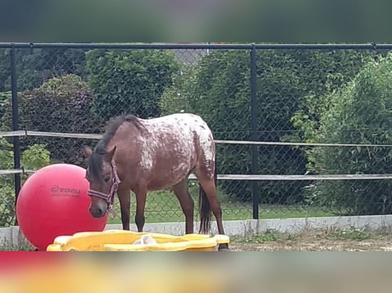 Appaloosa Hongre 9 Ans 107 cm Léopard in Averbode