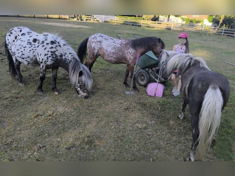 Appaloosa Hongre 9 Ans 107 cm Léopard in Averbode