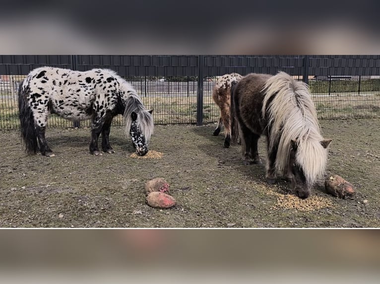 Appaloosa Hongre 9 Ans 107 cm Léopard in Averbode