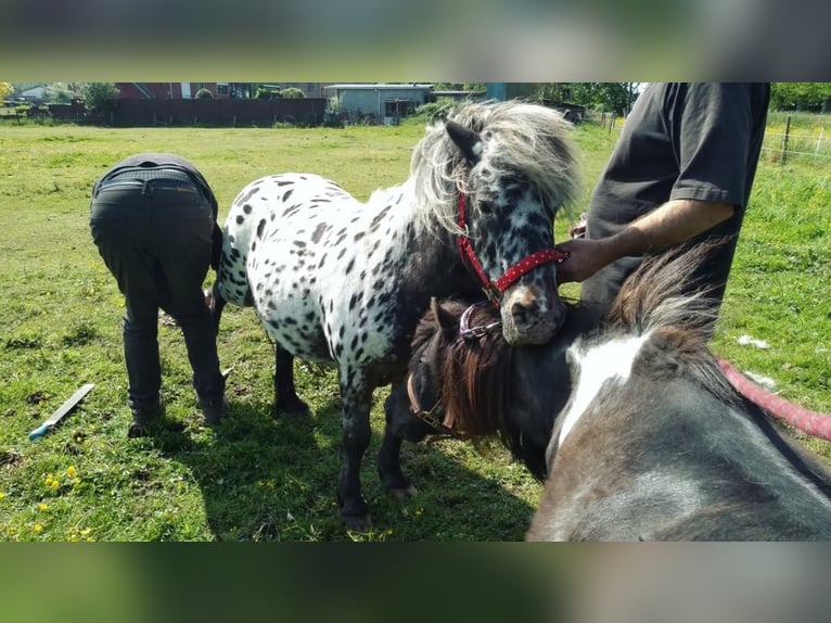 Appaloosa Hongre 9 Ans 107 cm Léopard in Averbode