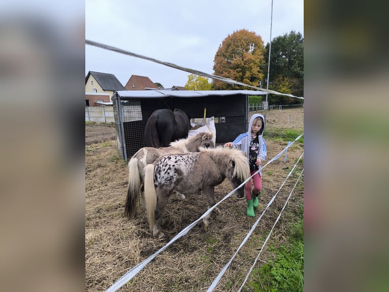 Appaloosa Hongre 9 Ans 107 cm Léopard in Averbode