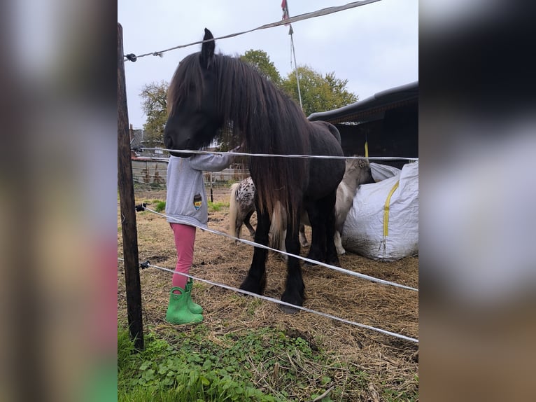 Appaloosa Hongre 9 Ans 107 cm Léopard in Averbode
