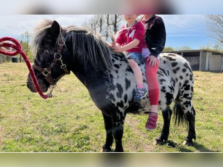 Appaloosa Hongre 9 Ans 107 cm Léopard in Averbode