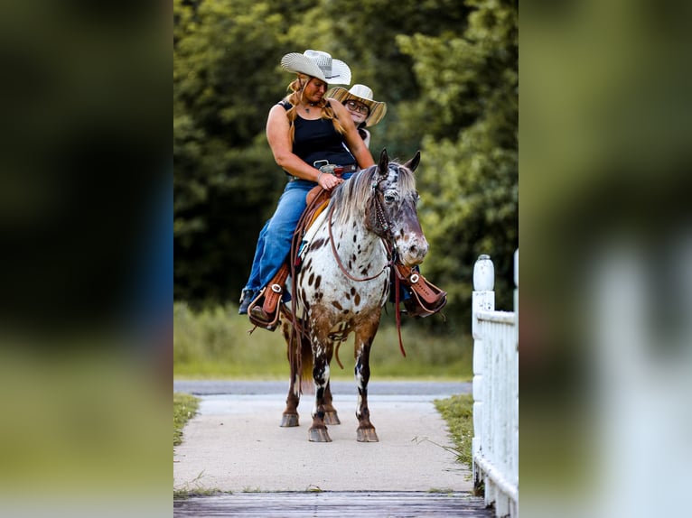 Appaloosa Hongre 9 Ans 135 cm Alezan brûlé in mt hope Al