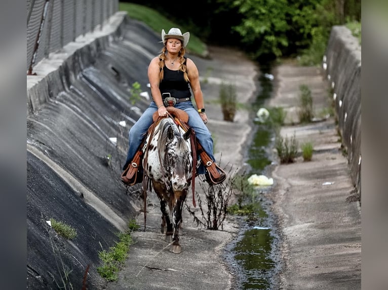 Appaloosa Hongre 9 Ans 135 cm Alezan brûlé in mt hope Al