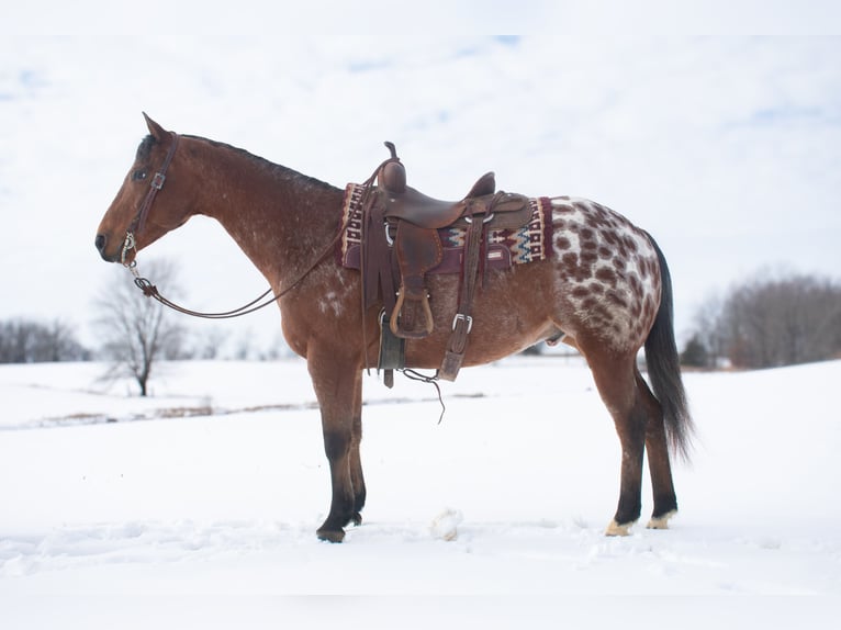 Appaloosa Hongre 9 Ans 145 cm Bai cerise in Henderson, KY