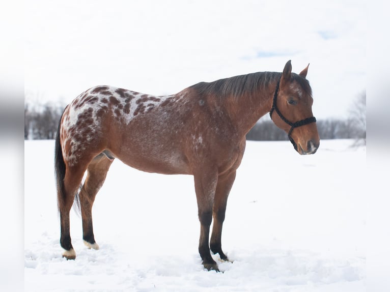 Appaloosa Hongre 9 Ans 145 cm Bai cerise in Henderson, KY