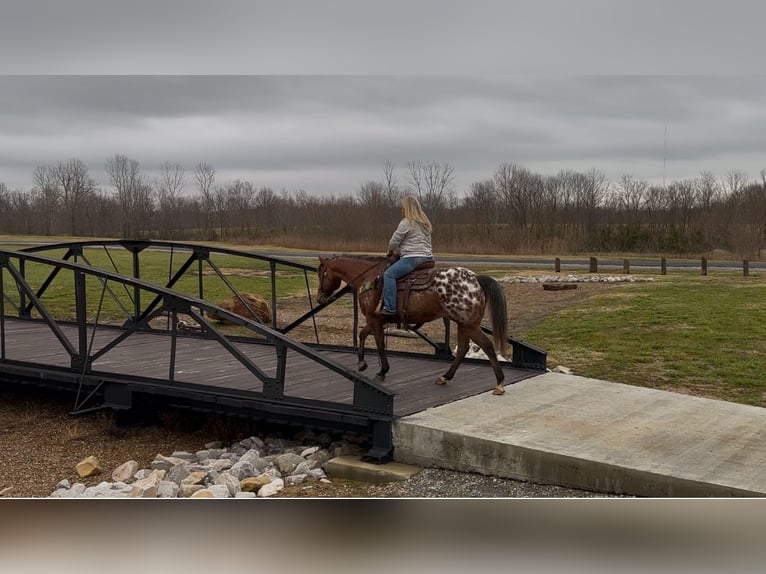 Appaloosa Hongre 9 Ans 145 cm Bai cerise in Henderson, KY