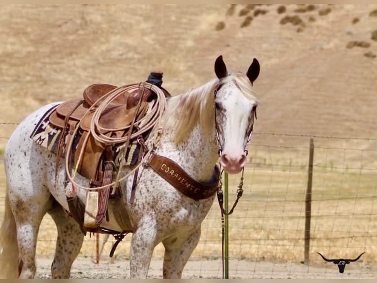 Appaloosa Hongre 9 Ans 150 cm Alezan cuivré in Tres Pinos