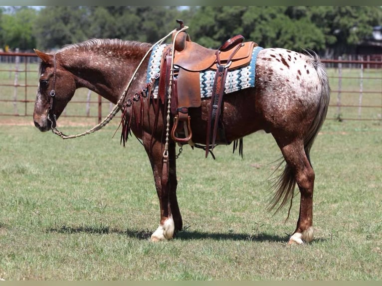 Appaloosa Hongre 9 Ans 152 cm Alezan brûlé in Lipan TX