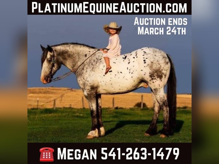 Appaloosa Hongre 9 Ans 157 cm Blanc in Wickenburg AZ