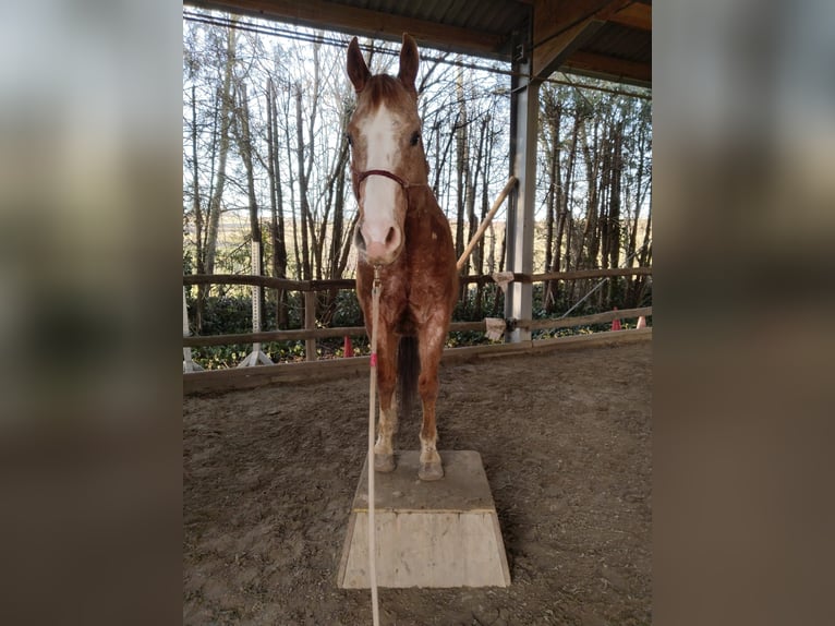 Appaloosa Hongre 9 Ans 158 cm  in Sonnberg