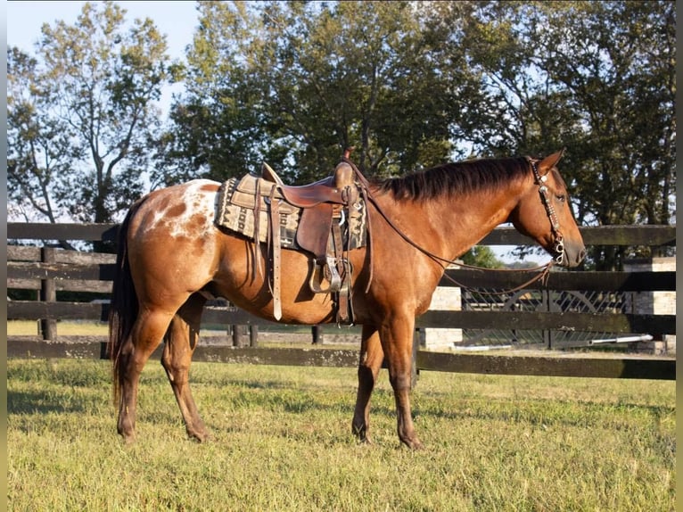 Appaloosa Hongre 9 Ans 160 cm Bai cerise in Versailles, KY