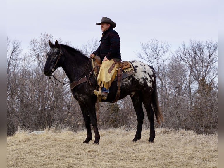 Appaloosa Hongre 9 Ans 160 cm Rouan Bleu in Bismarck, ND