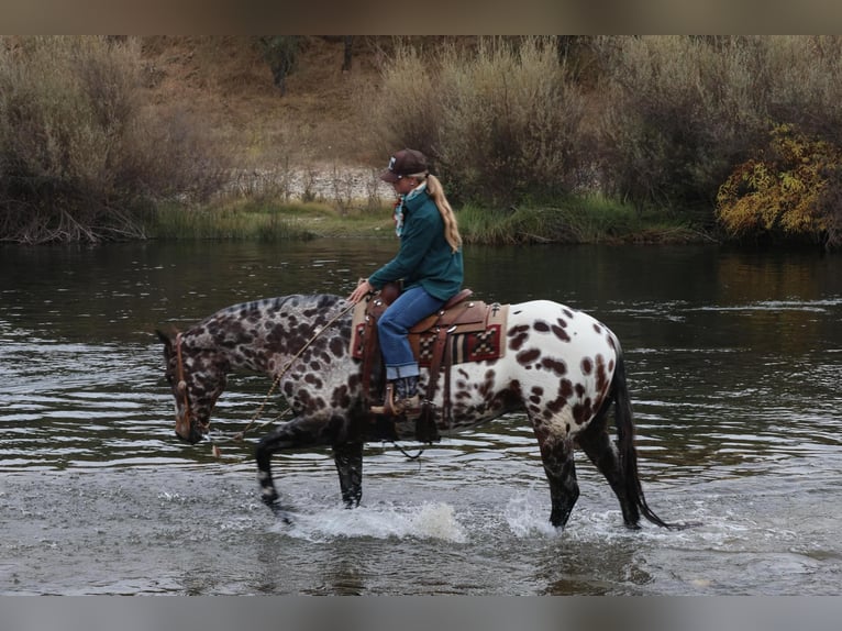 Appaloosa Hongre 9 Ans 160 cm in Waterford