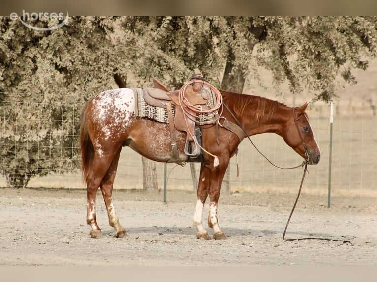 Appaloosa Hongre 9 Ans Alezan cuivré in Tres Pinos