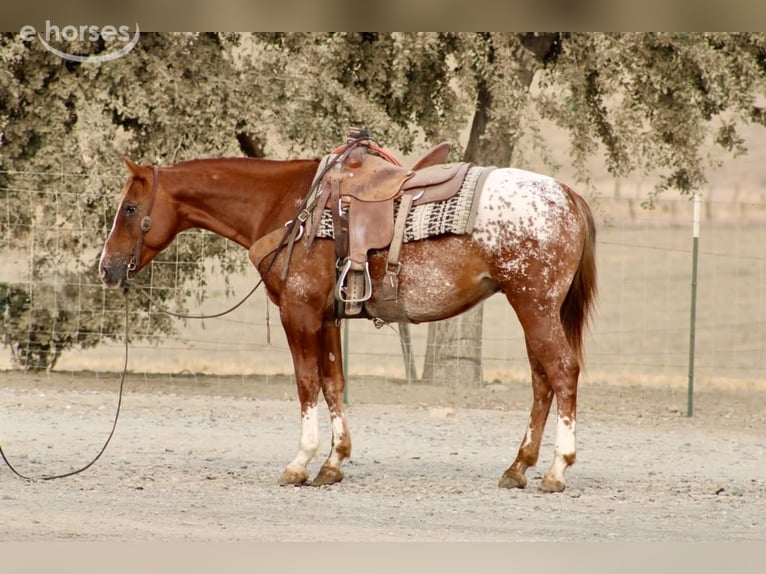 Appaloosa Hongre 9 Ans Alezan cuivré in Tres Pinos
