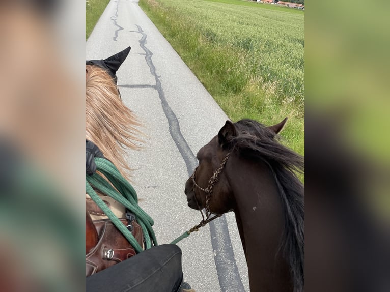 Appaloosa Croisé Hongre 9 Ans in Samerberg