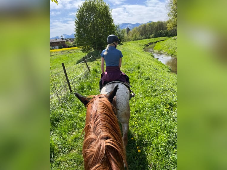 Appaloosa Croisé Hongre 9 Ans in Samerberg