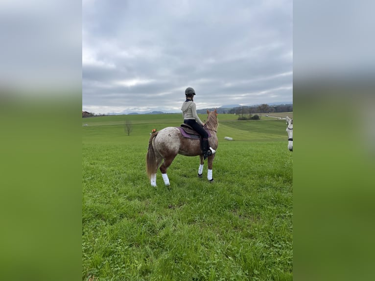 Appaloosa Croisé Hongre 9 Ans in Samerberg