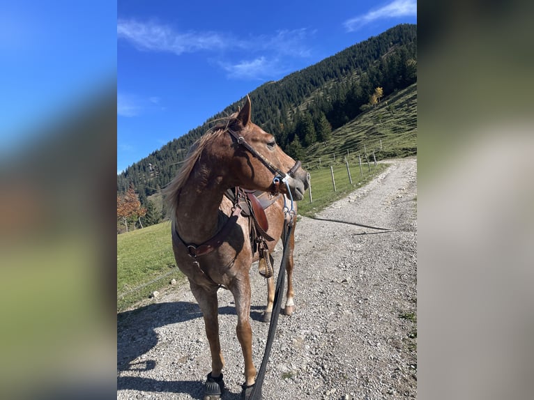 Appaloosa Croisé Hongre 9 Ans in Samerberg