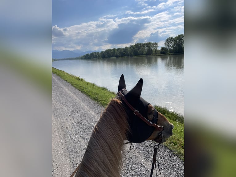 Appaloosa Croisé Hongre 9 Ans in Samerberg