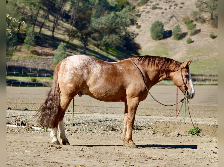 Appaloosa Hongre 9 Ans Rouan Rouge in Tres Pinos