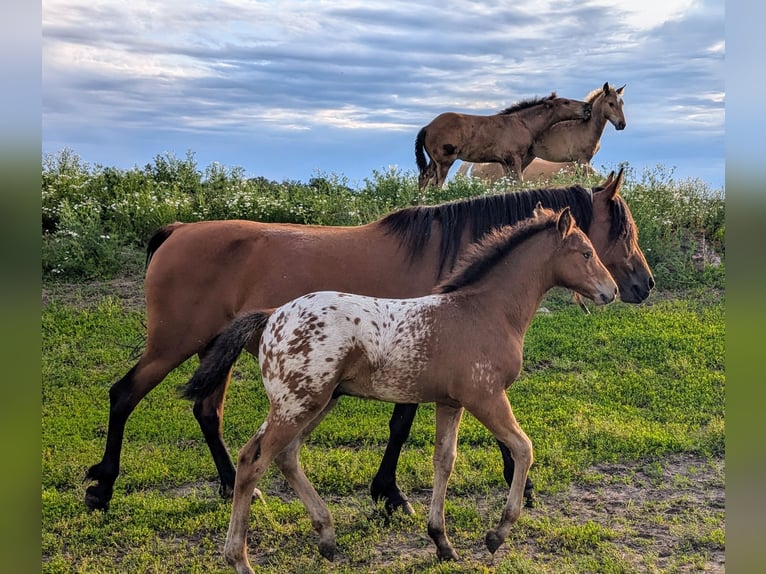 Appaloosa Hongre Poulain (01/2024) 150 cm Pinto in Jerichow