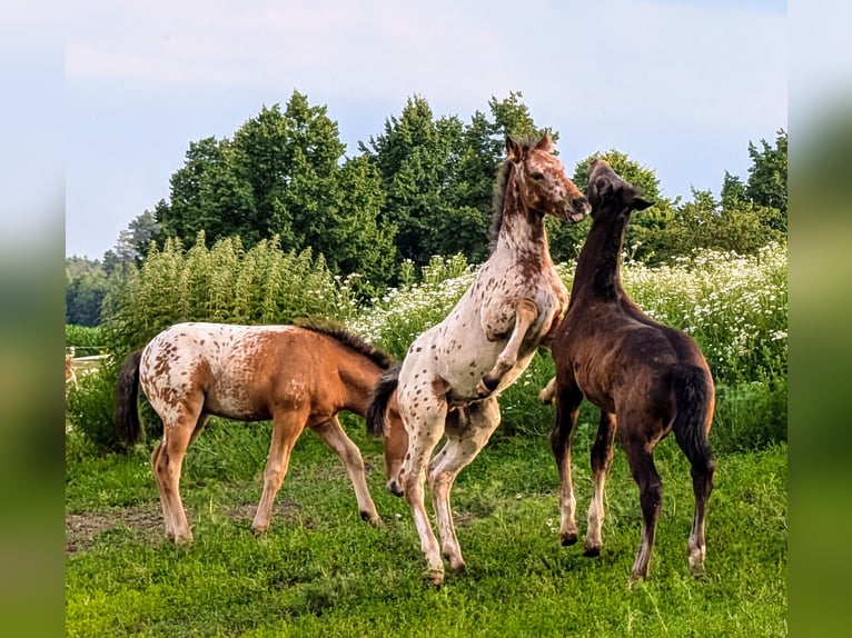 Appaloosa Hongre Poulain (01/2024) 150 cm Pinto in Jerichow